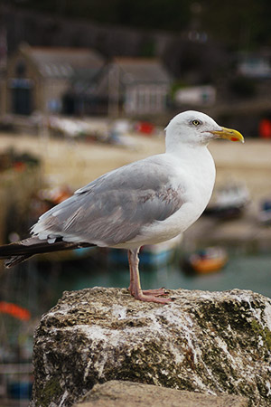 Documentary Photographer Cornwall